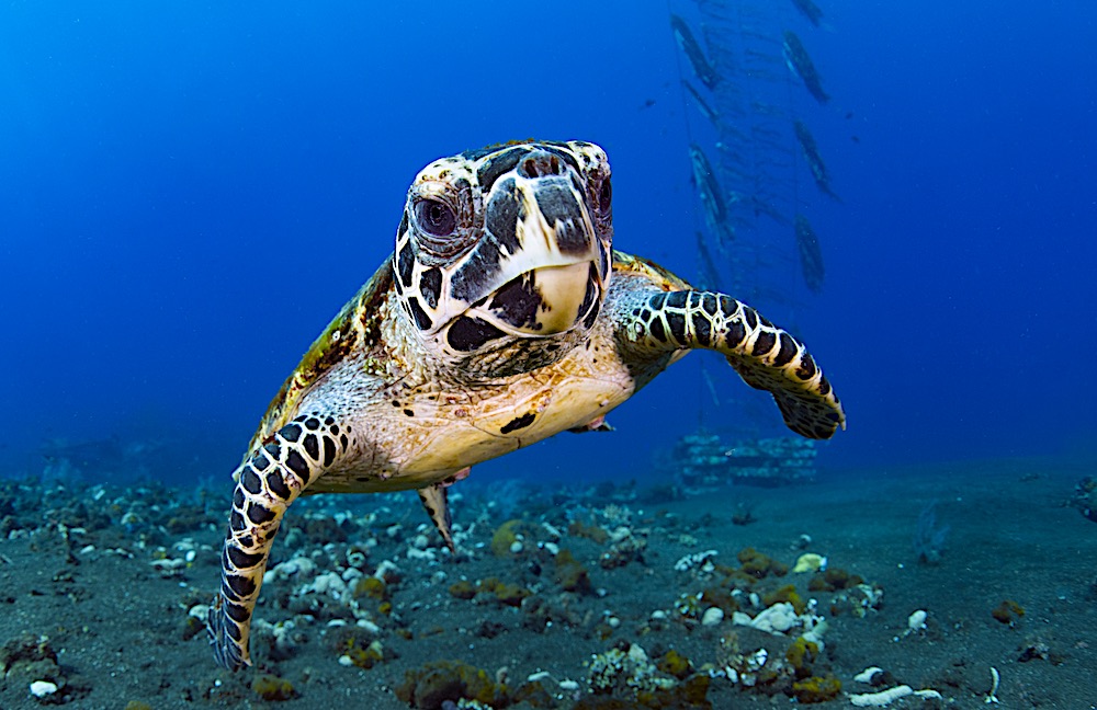 Hawksbill Sea Turtle - Marine Life Koh Tao