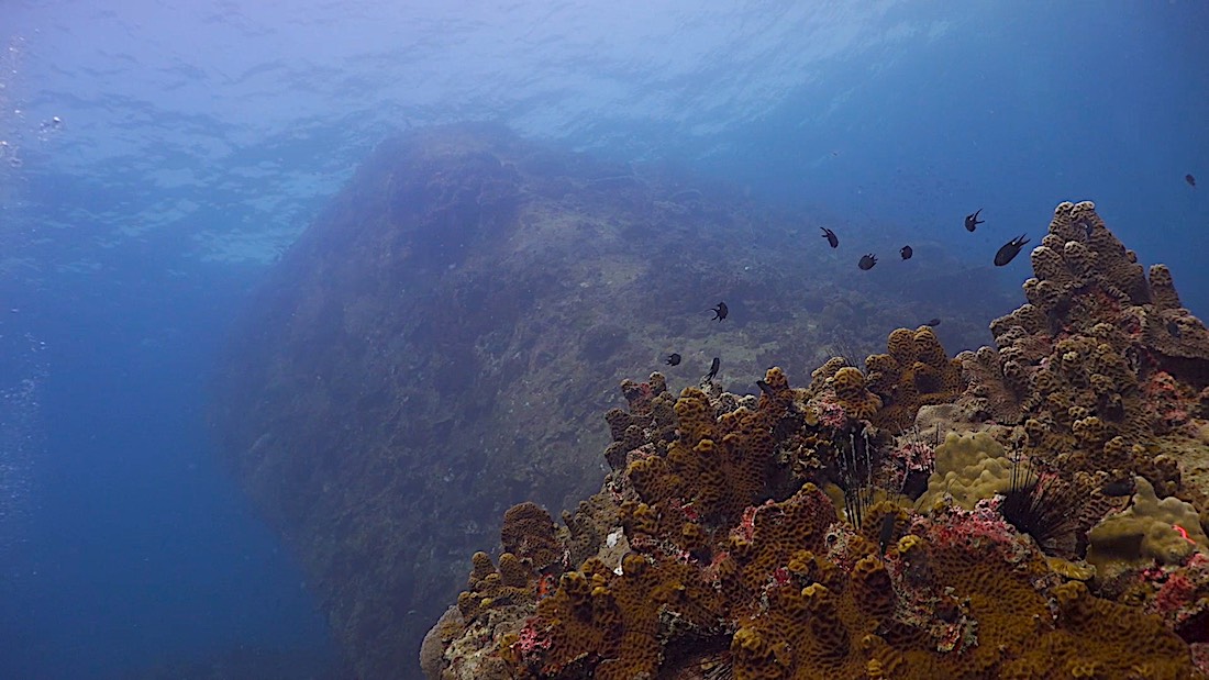 Hin Pee Wee Dive Site Koh Tao