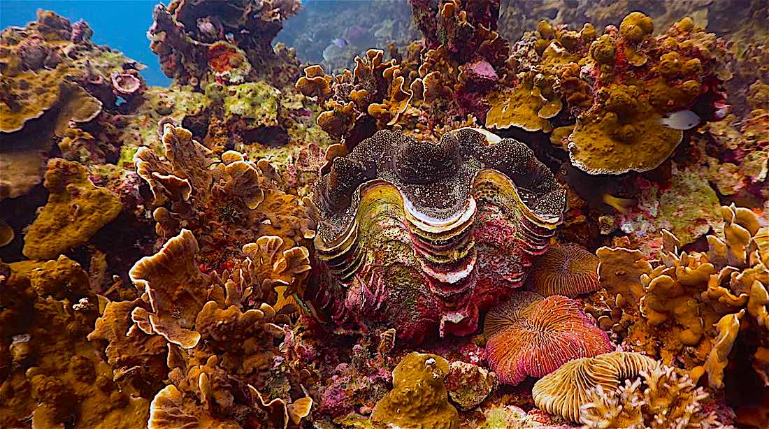 Hin Wong Bay Dive Site