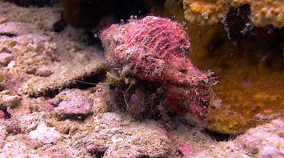 Hin Wong Bay Dive Site - Hermit Crab