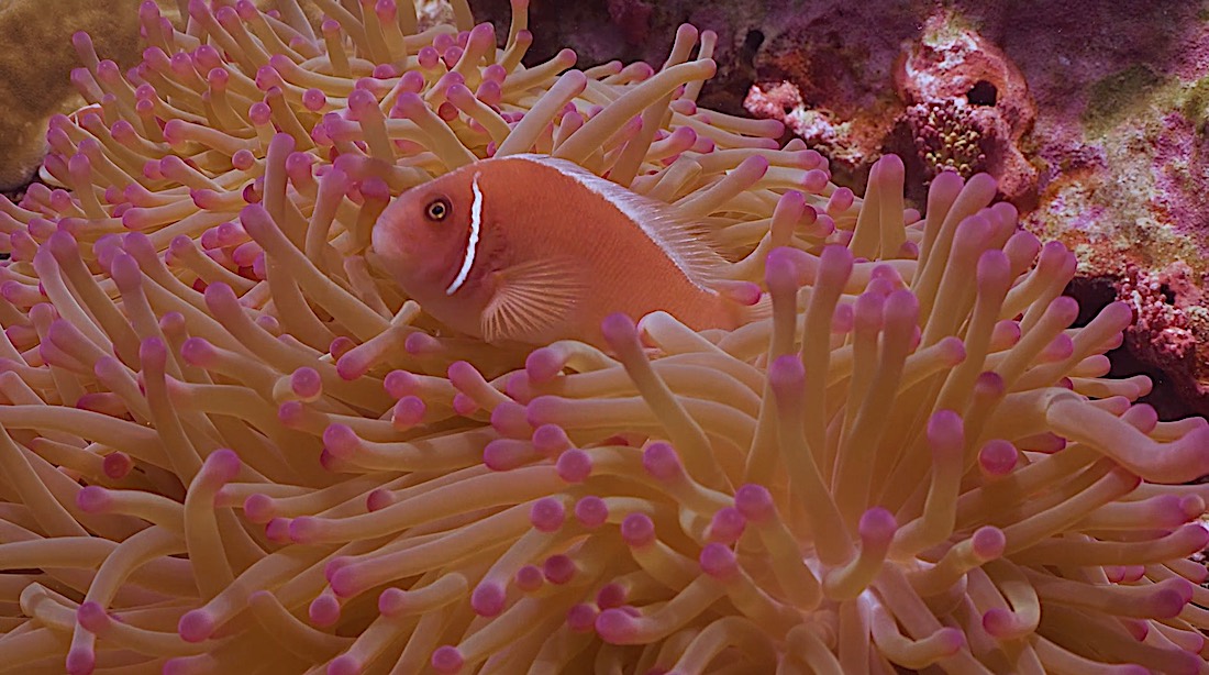 Japanese Gardens Dive Site Koh Tao - Anemone Fish