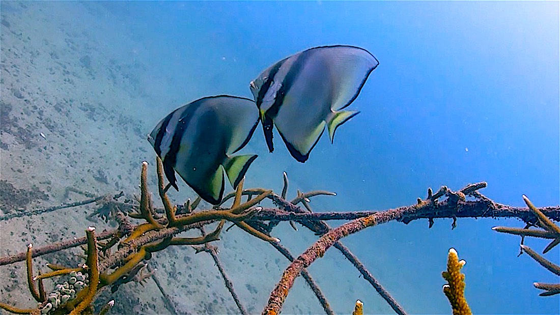 Junkyard Reef Dive Site Koh Tao