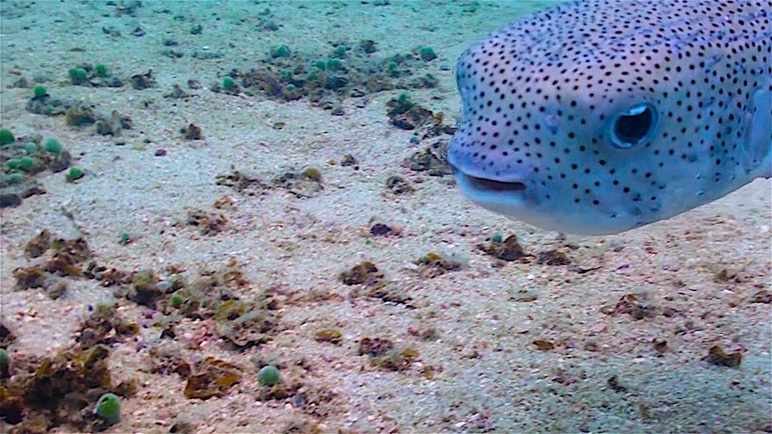Junkyard Reef Dive Site Koh Tao - Black Spotted Porcupine Fish