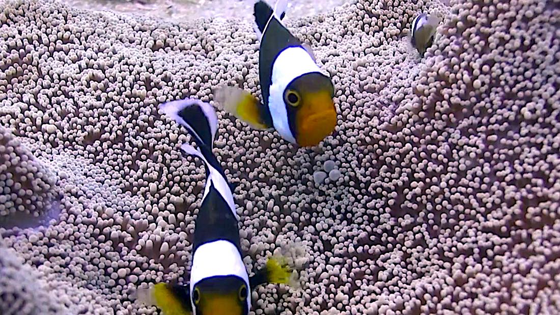 Junkyard Reef Dive Site Koh Tao - Saddleback Clownfish