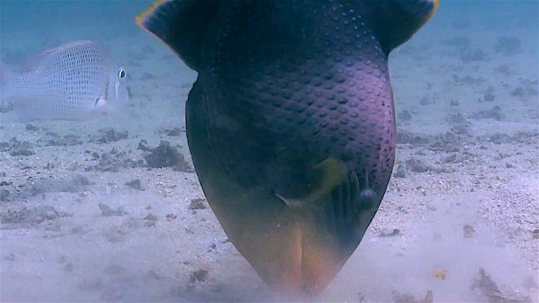 Junkyard Reef Dive Site Koh Tao - Yellow Margin Triggerfish