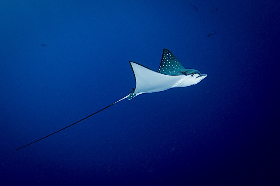 Amazing Ocellated Eagle Ray