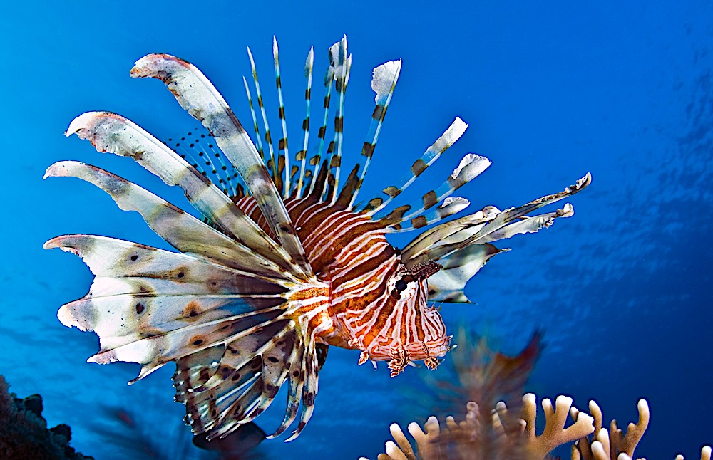 Red Lion Fish - Koh Tao Marine Life