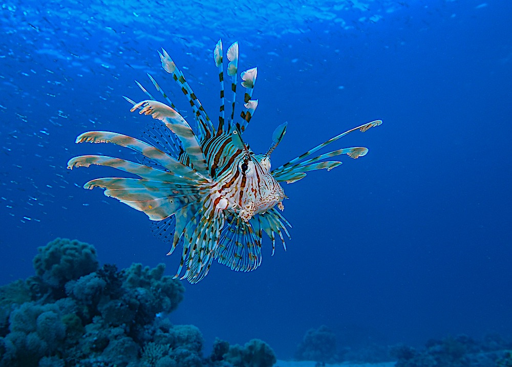 Red Lion Fish - Marine Life