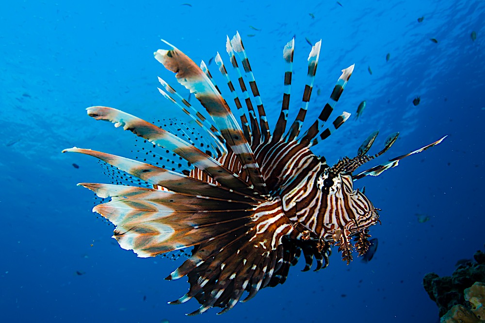 Red Lion Fish - Koh Tao Marine Life