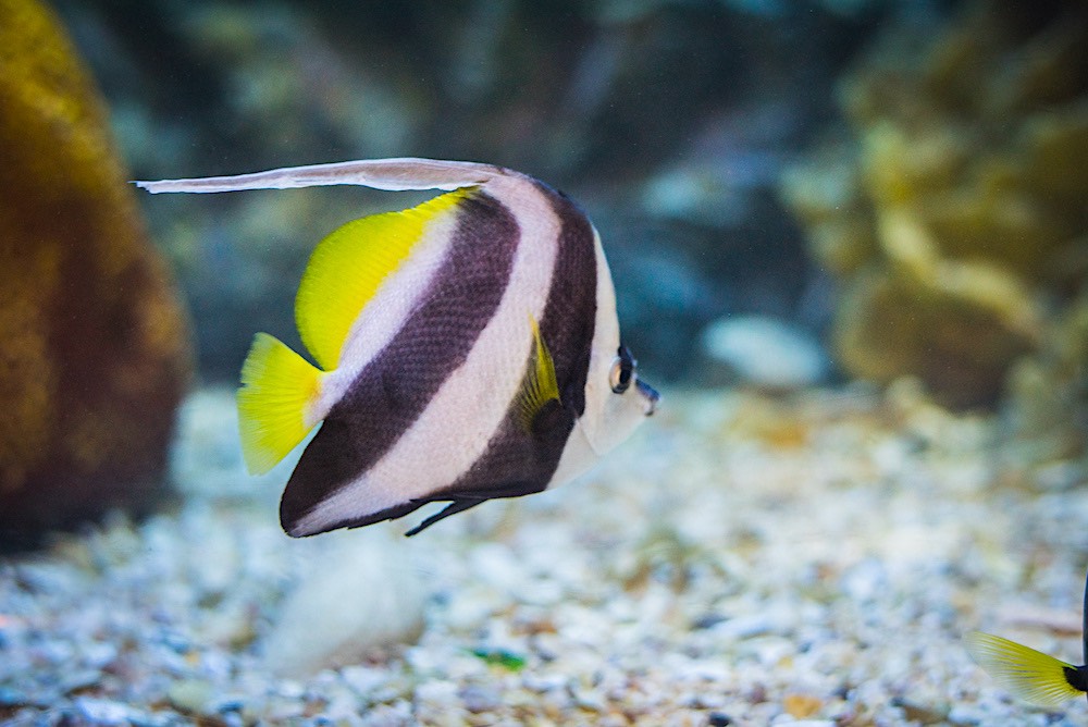 Longfin Bannerfish Koh Tao