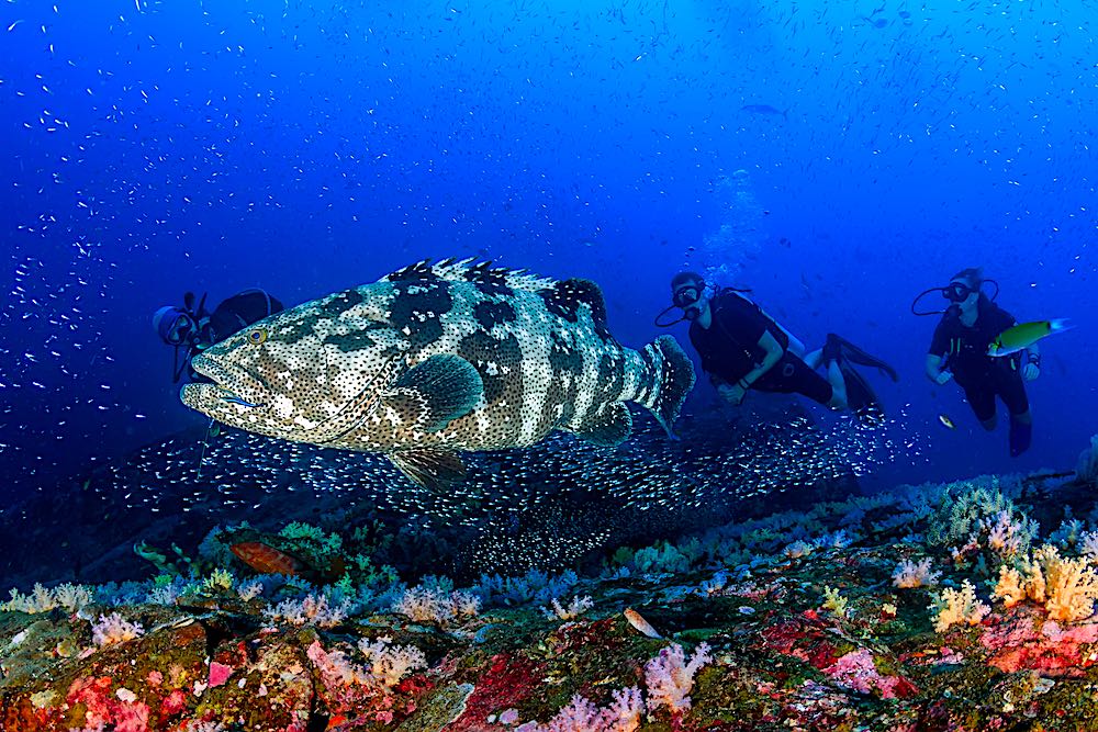 Malabar Grouper Koh Tao Marine Life