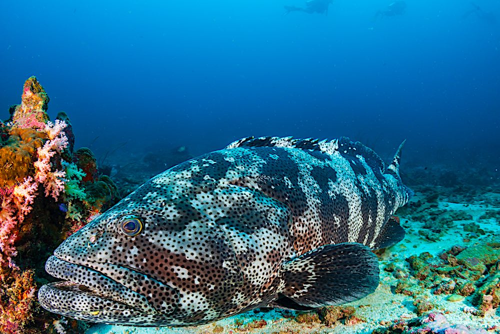 Large Malabar Grouper Koh Tao