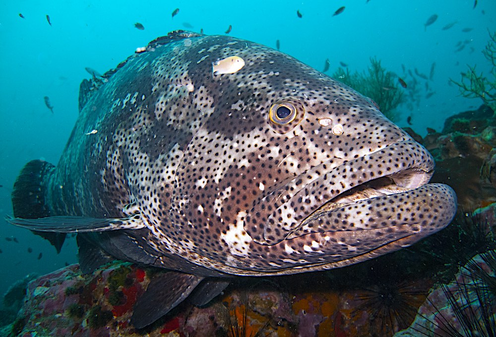 Malabar Grouper - Marine Life Koh Tao