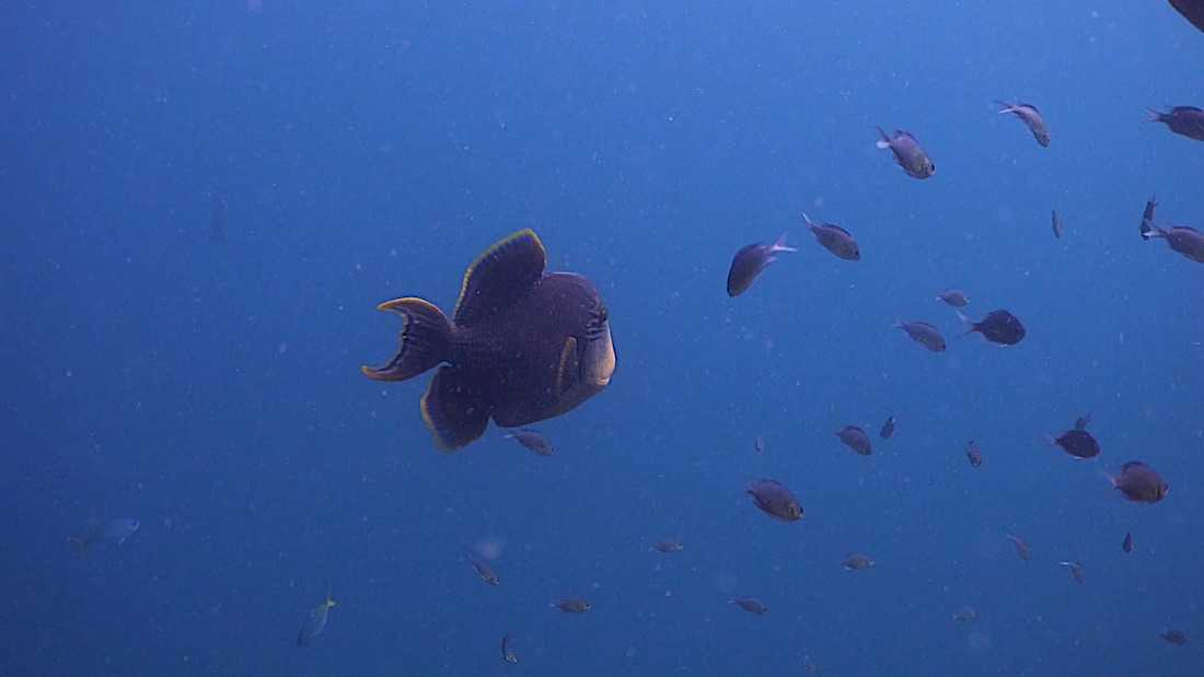 No Name Pinnacle Dive Site Koh Tao - Yellow Margin Triggerfish