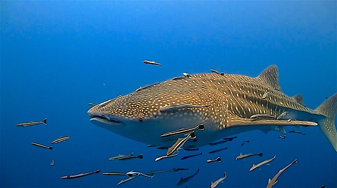 No Name Pinnacle Dive Site Koh Tao - Whaleshark