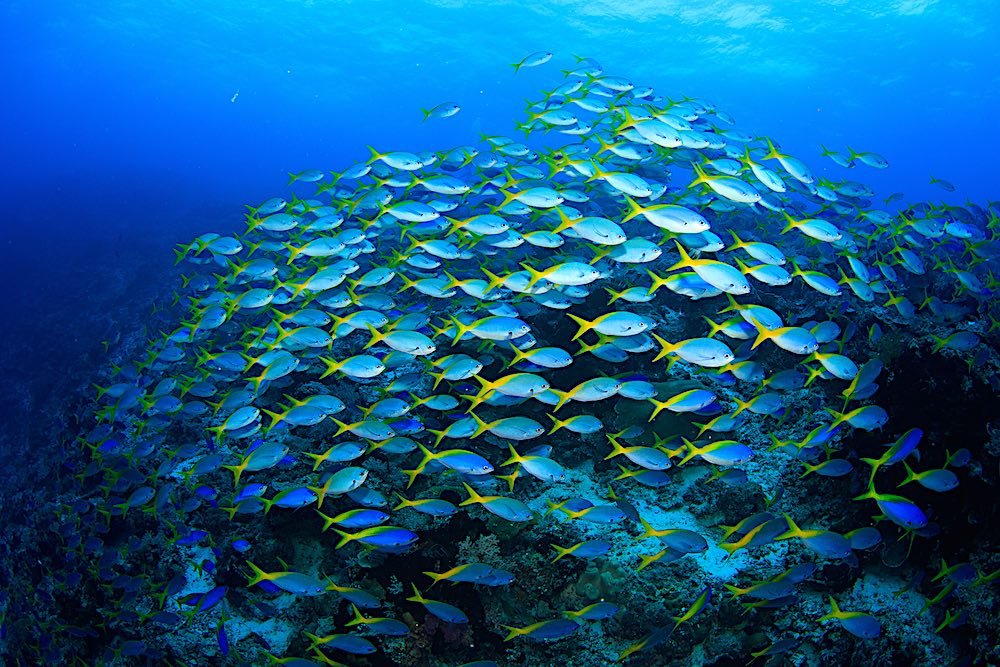 No Name Pinnacle Dive Site Koh Tao