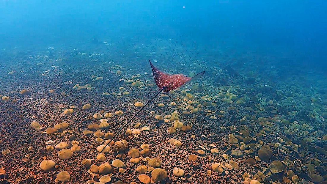 Ocellated Eagle Ray Koh Tao