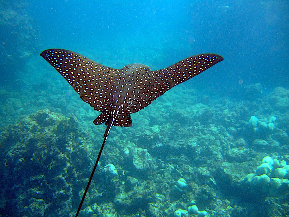 Beautiful Ocellated Eagle Ray Koh Tao