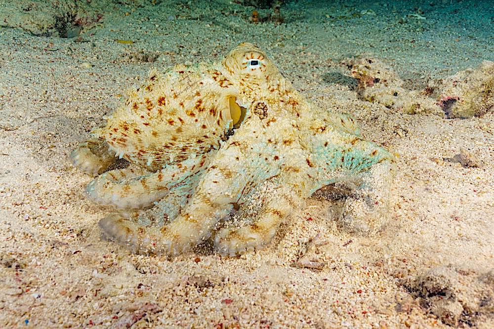 Mimic Octopus - Marine Life