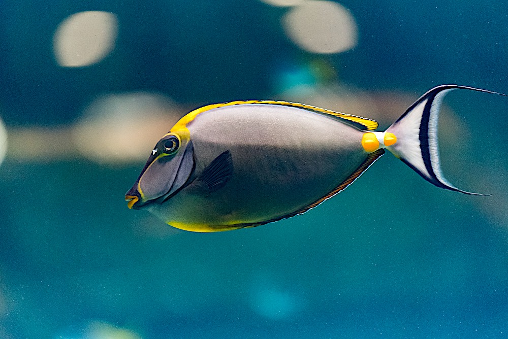 Orange Spined Unicorn Fish Koh Tao Thailand