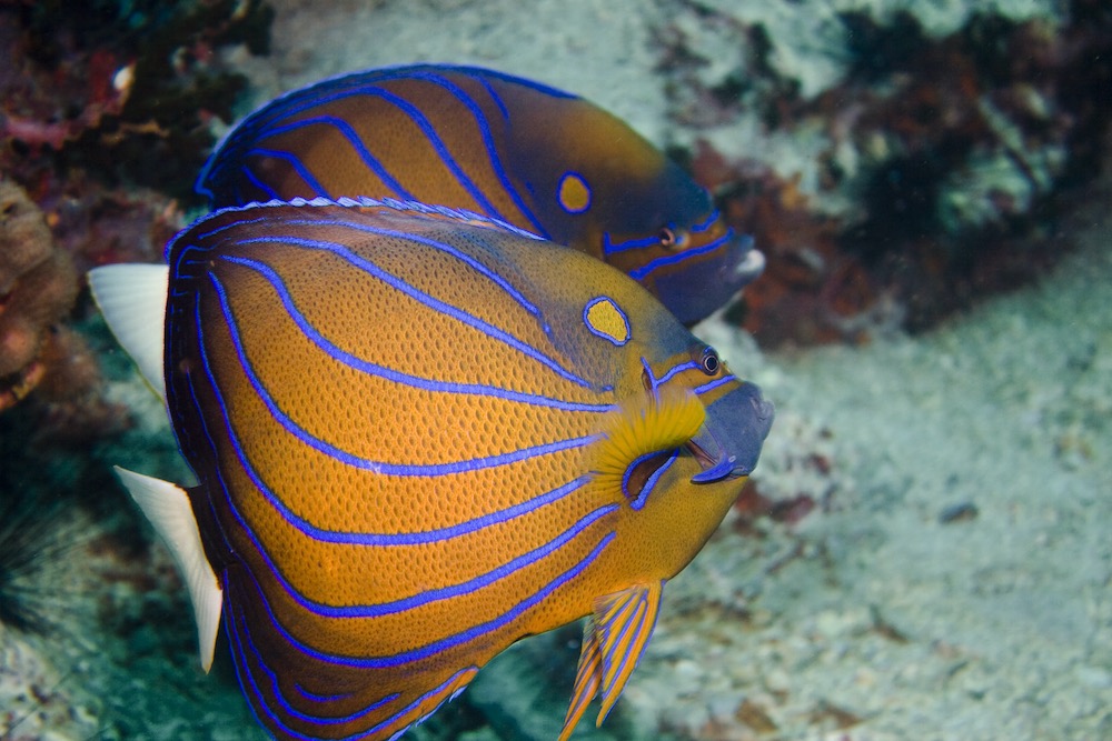 Vie marine, les poissons, le poisson ange à six bandes