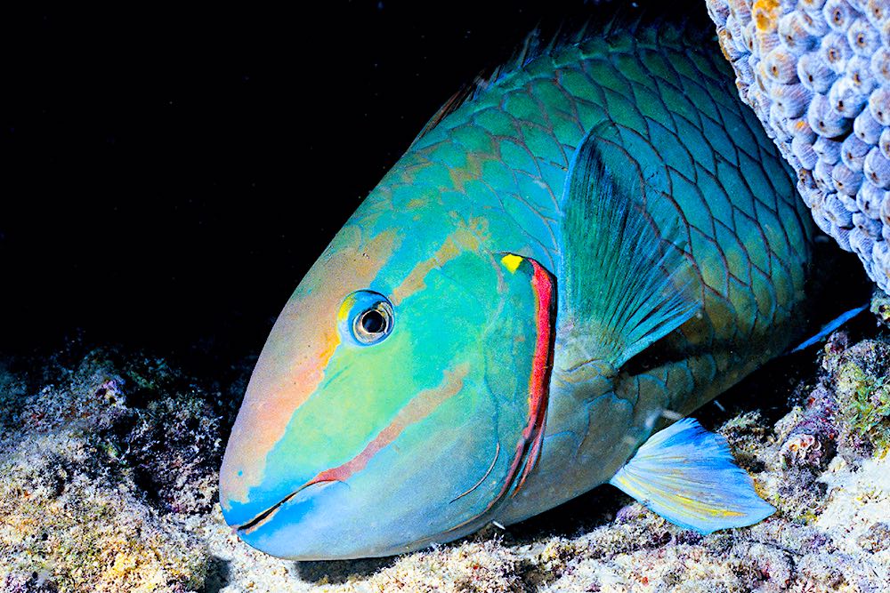 Parrot Fish Koh Tao Marine Life