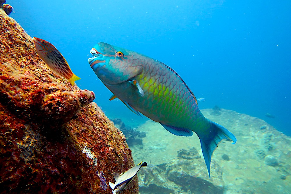 Parrot Fish Koh Tao