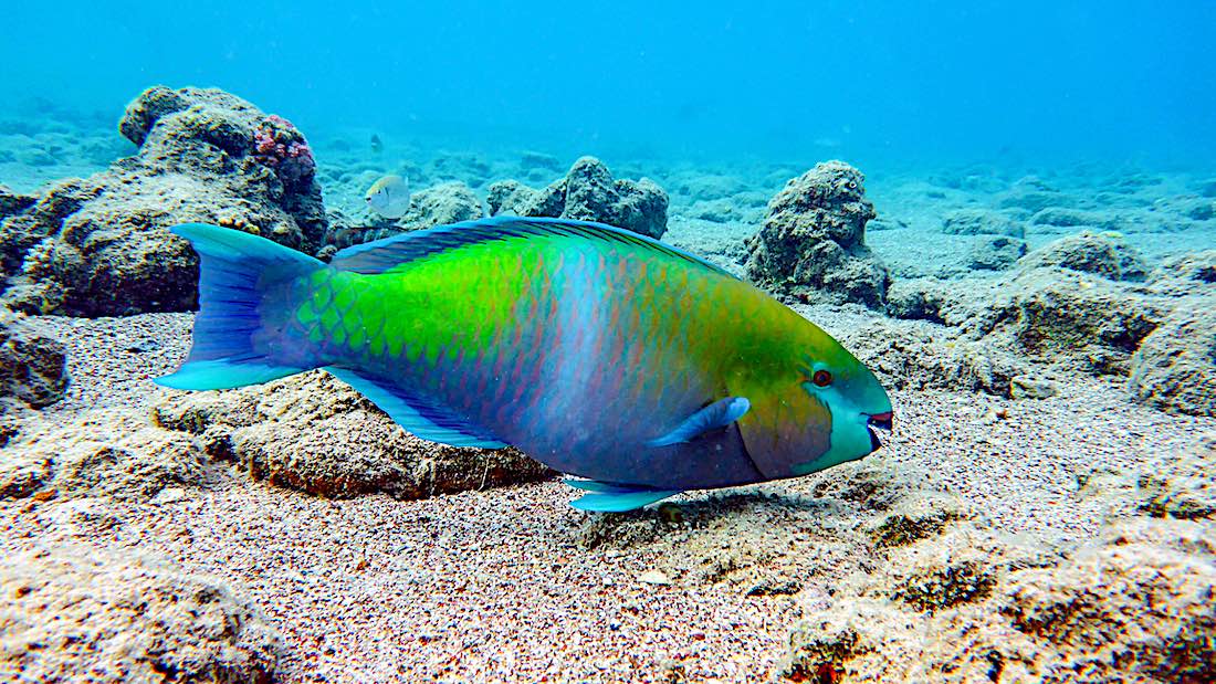 Colorful Parrot Fish Koh Tao