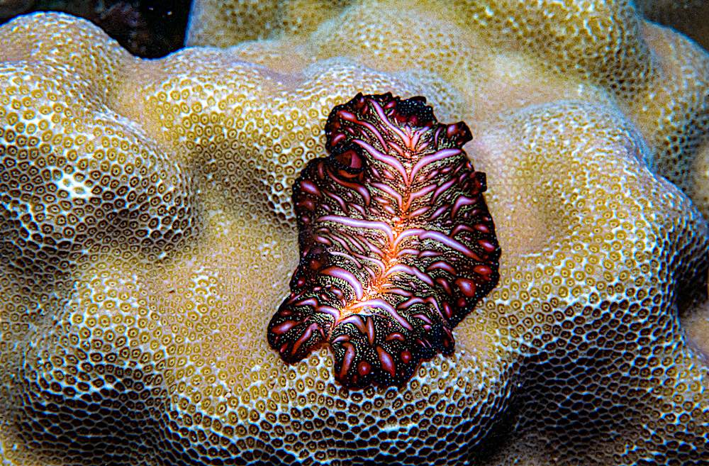 Persian Carpet Flatworm Koh Tao Thailand