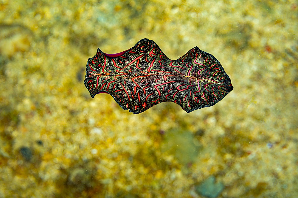 Persian Carpet Flatworm Koh Tao Marine LIfe