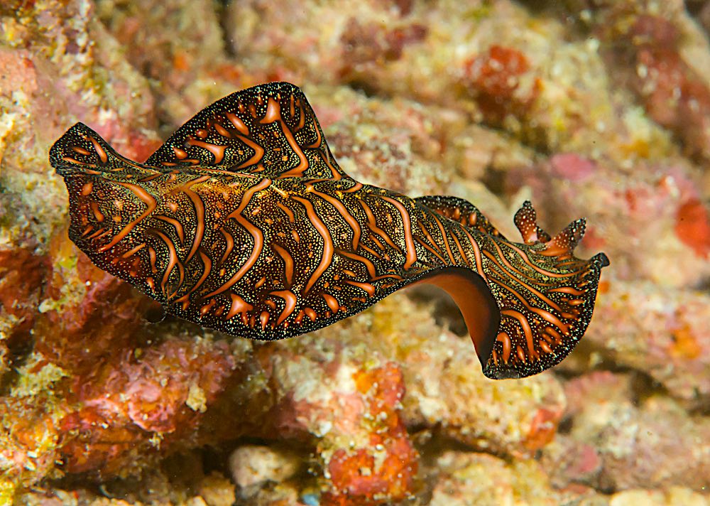 Persian Carpet Flatworm Koh Tao