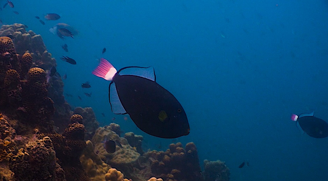 Pink Tailed Triggerfish Koh Tao Marine Life