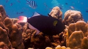 Pink Tail Trigger Fish Koh Tao | Black Turtle Dive