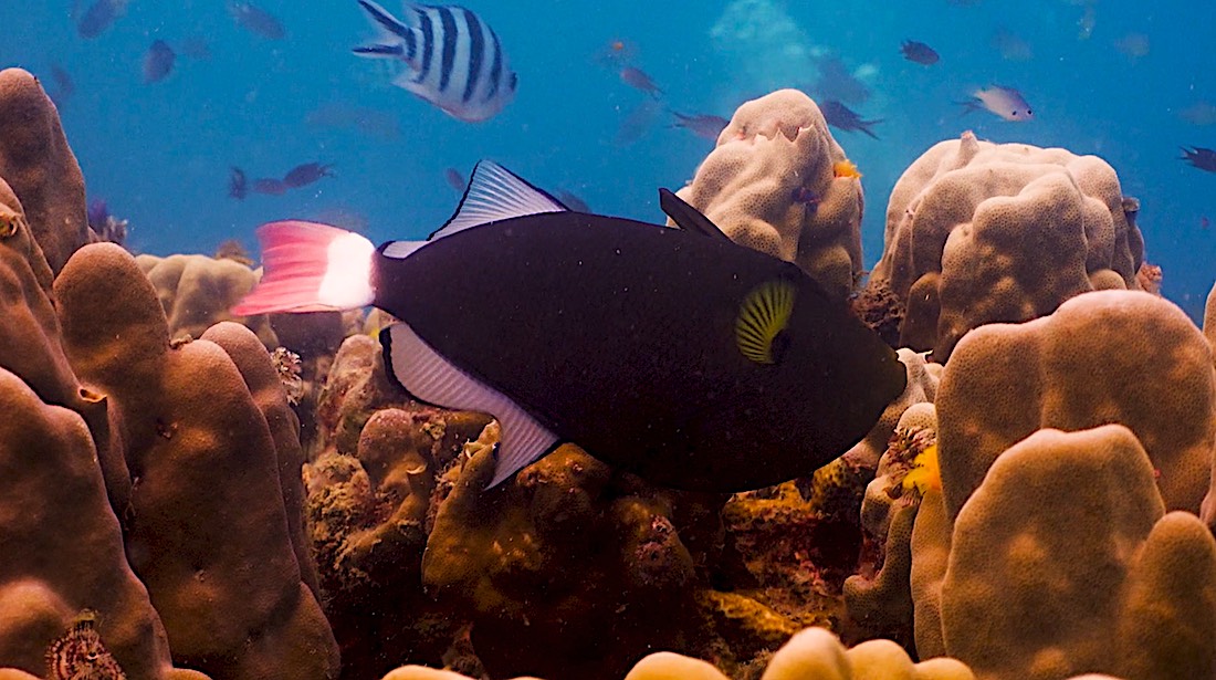 Pink Tailed Triggerfish - Marine Life