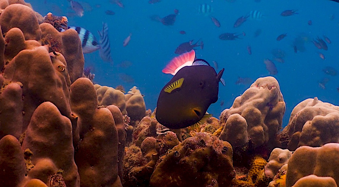 Pink Tailed Triggerfish Koh Tao