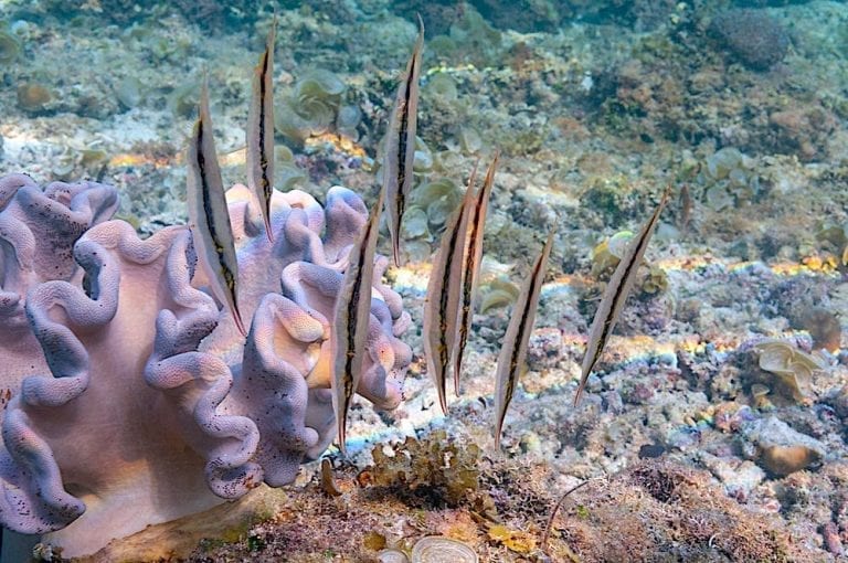 Grooved Razorfish in Koh Tao | Black Turtle Dive