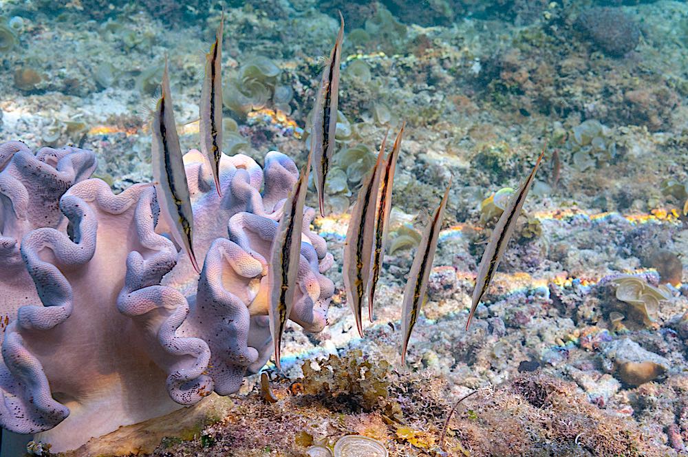 Grooved Razor Fish - Marine Life