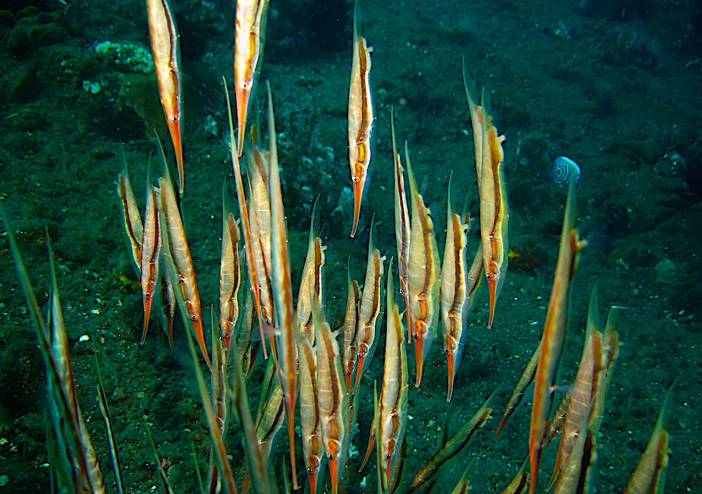 Grooved Razor Fish Koh Tao