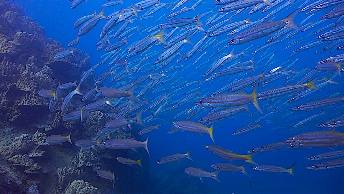 Red Rock Pinnacle Dive Site Koh Tao