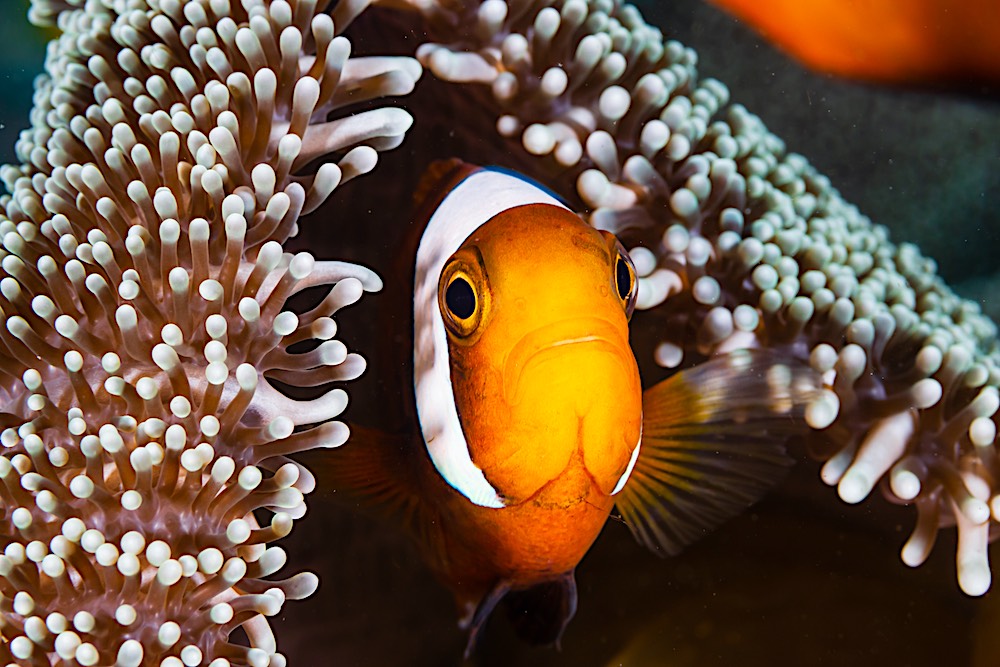 Saddleback Clownfish & Sea Anemonefish