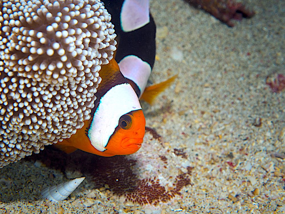 Saddleback Clownfish & Sea Anemonefish with Eggs