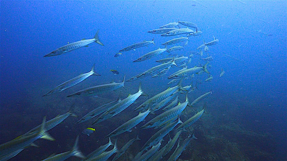 Samran Pinnacles Dive Site - Barracuda