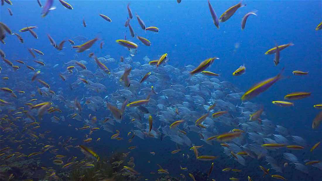 Samran Pinnacles Dive Site - Marine Life