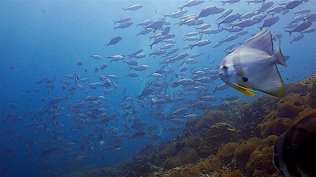 Sail Rock Dive Site Koh Tao