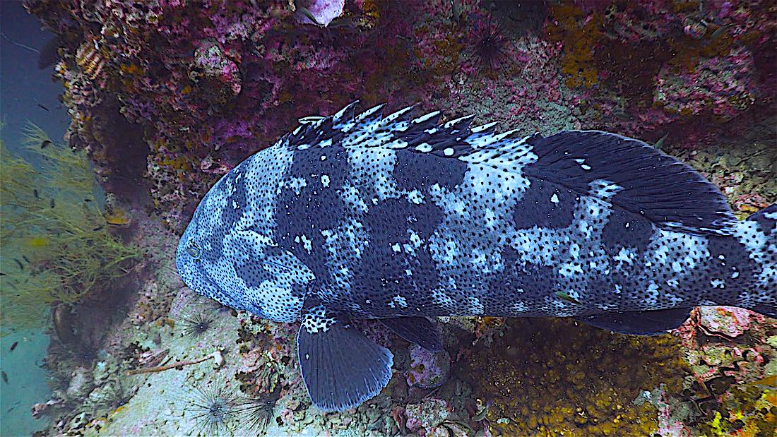 Sail Rock Dive Site Koh Tao - Grouper