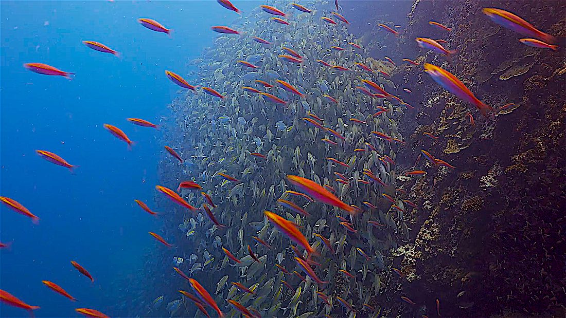 Sail Rock Dive Site Koh Tao - Huge Numbers of Fish