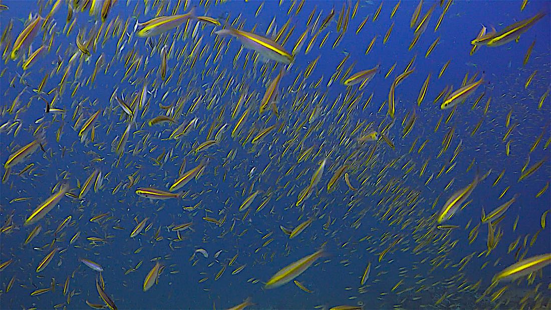 Samran Pinnacles Dive Site