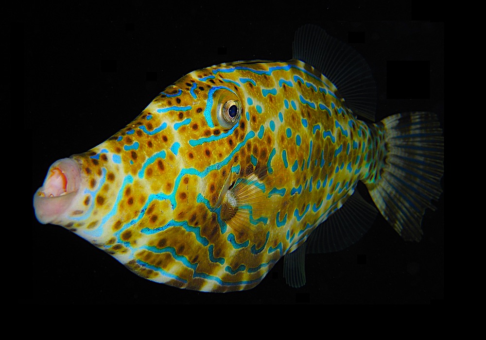 Scribbled Filefish - Marine Life