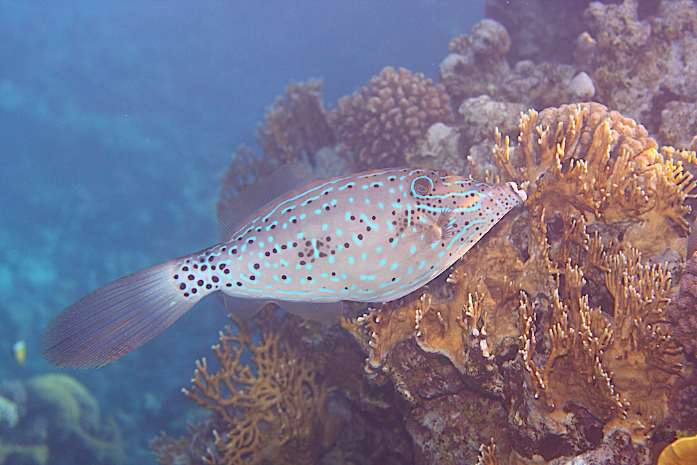 Scribbled Filefish Koh Tao Marine Life