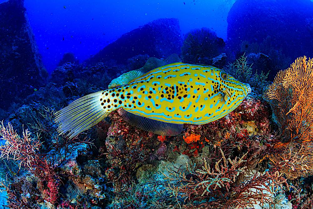 Scribbled Filefish Koh Tao